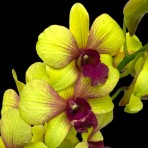 Dendrobium Boonchu Gold X Burana Green Star